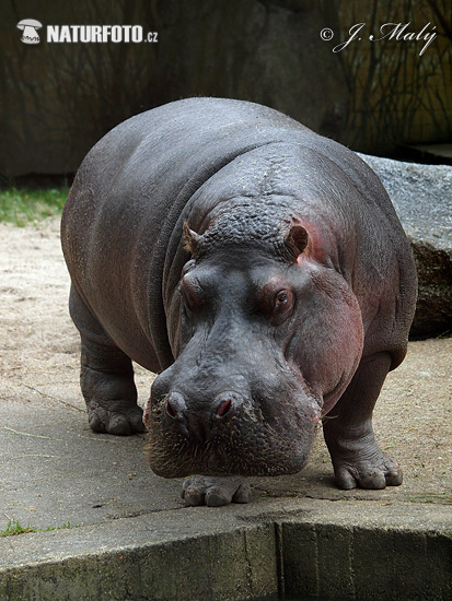 Hroch obojživelný (Hippopotamus amphibius)