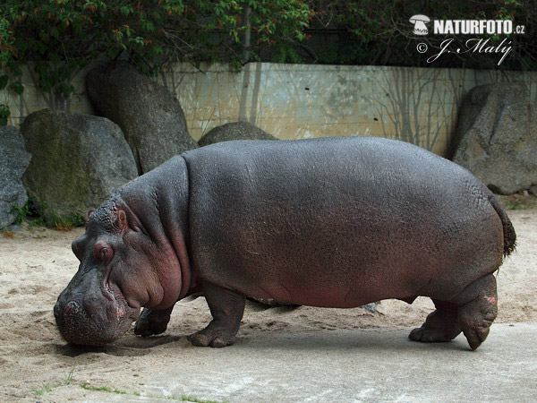 Hroch obojživelný (Hippopotamus amphibius)