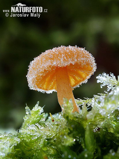 hubka (Fungi)