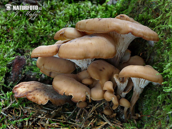 húževnatček ulitovitý (Lentinellus cochleatus)