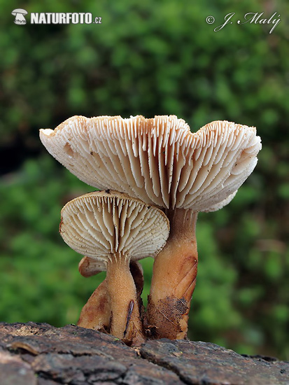húževnatec pritlačený (Neolentinus adhaerens)