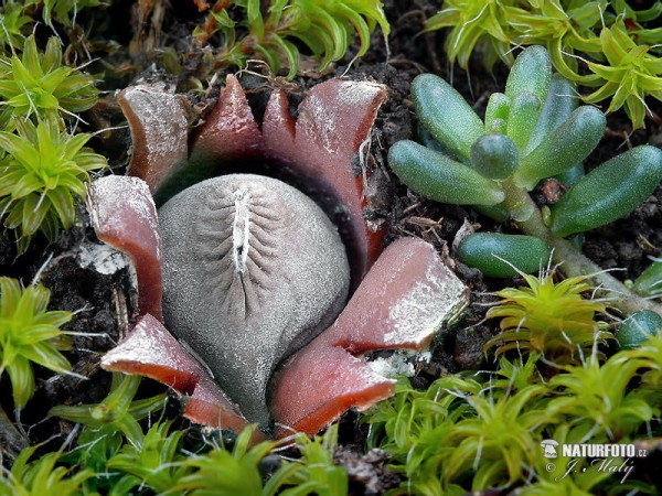 hvězdovka Pouzarova (Geastrum pouzarii)