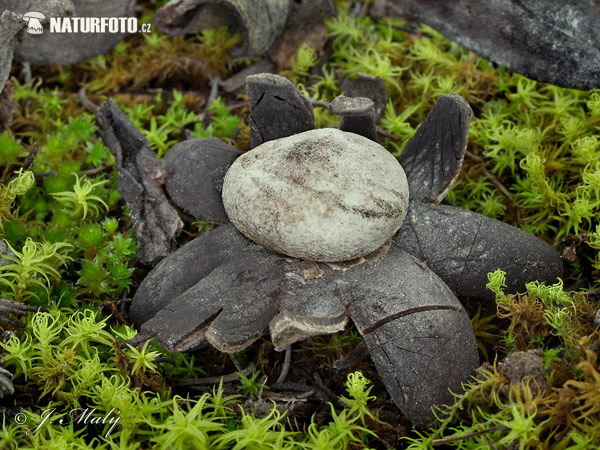 Hviezdovec vlahojavný (Astraeus hygrometricus)