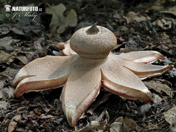 hviezdovka Berkeleyova (Geastrum berkeleyi)