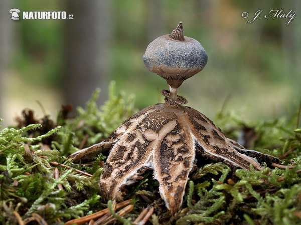 hviezdovka dlhokŕčková (Geastrum pectinatum)