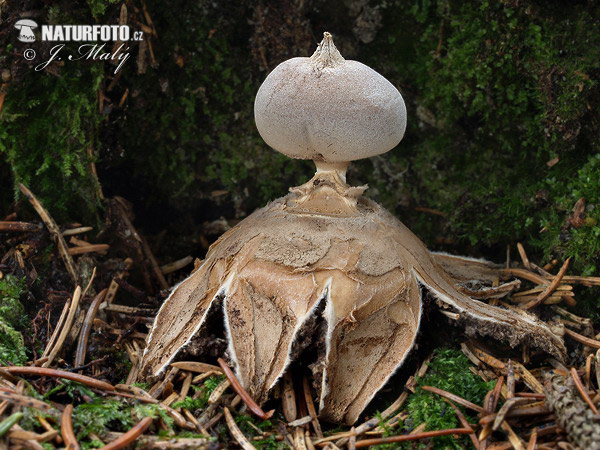 hviezdovka dlhokŕčková (Geastrum pectinatum)