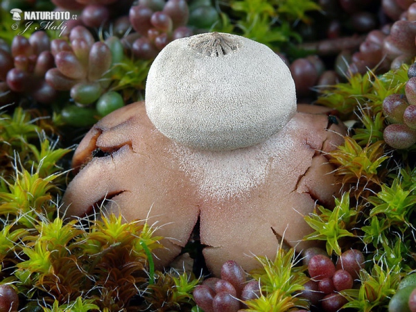 hviezdovka Pouzarova (Geastrum pouzarii)