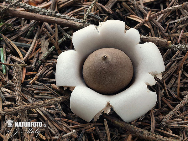 hviezdovka strapkatá (Geastrum fimbriatum)