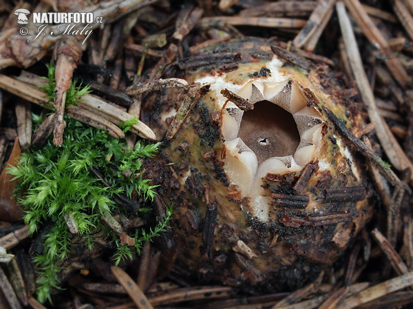 hviezdovka strapkatá (Geastrum fimbriatum)