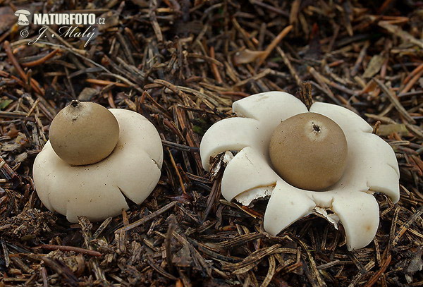 hviezdovka strapkatá (Geastrum fimbriatum)