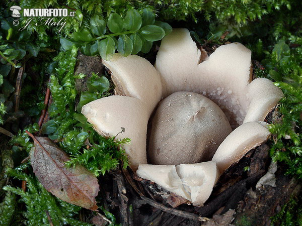 hviezdovka strapkatá (Geastrum fimbriatum)