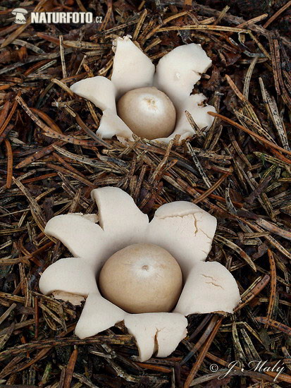 hviezdovka strapkatá (Geastrum fimbriatum)