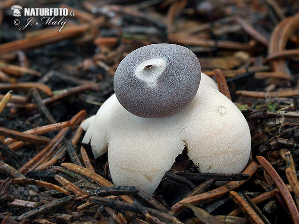 hviezdovka štvorcípová (Geastrum quadrifidum)