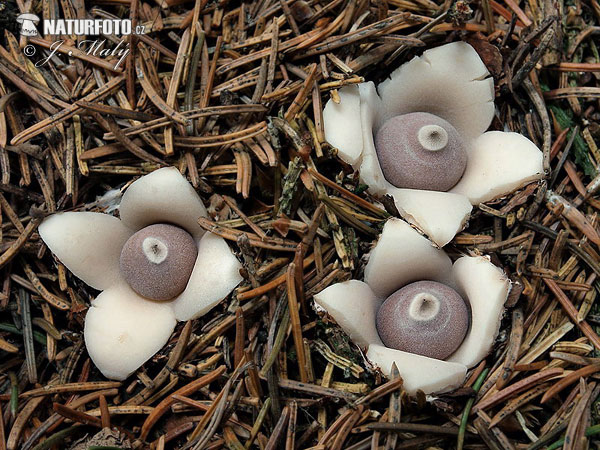 hviezdovka štvorcípová (Geastrum quadrifidum)