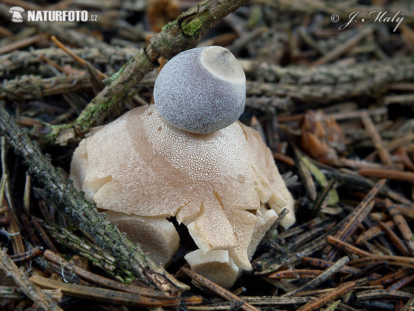 hviezdovka štvorcípová (Geastrum quadrifidum)