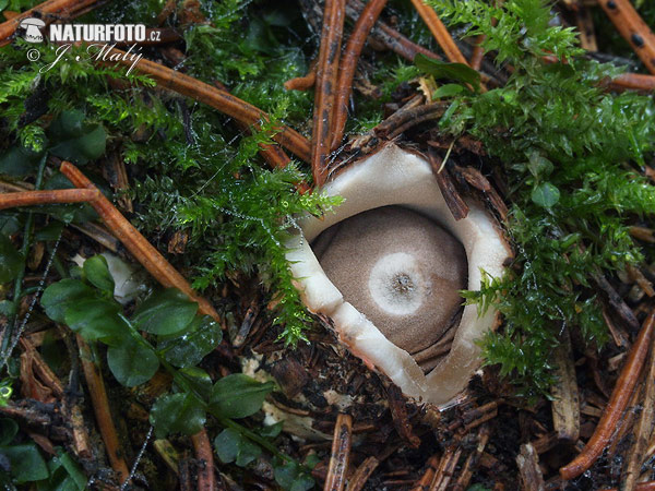 hviezdovka štvorcípová (Geastrum quadrifidum)