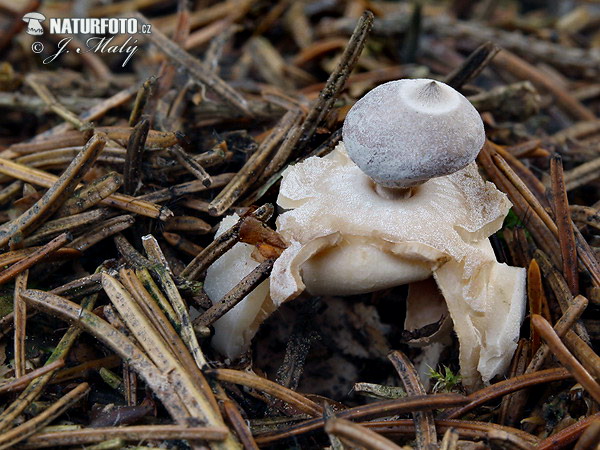 hviezdovka štvorcípová (Geastrum quadrifidum)