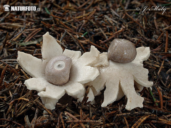 hviezdovka štvorcípová (Geastrum quadrifidum)