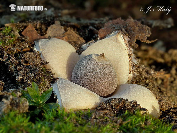 hviezdovka štvorcípová (Geastrum quadrifidum)