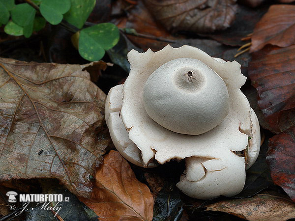 hviezdovka trojitá (Geastrum triplex)