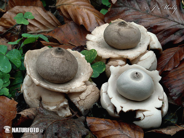 hviezdovka trojitá (Geastrum triplex)