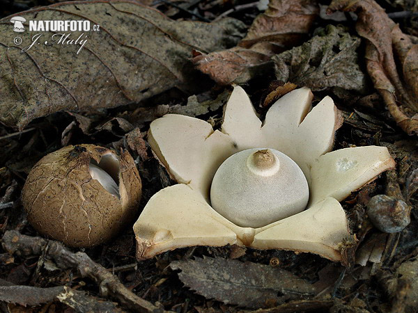 hviezdovka trojitá (Geastrum triplex)