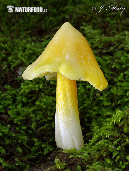 hygrocybe euroflavescens (Hygrocybe euroflavescens)