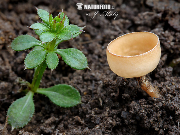 jahňadka obyčajná (Ciboria amentacea)