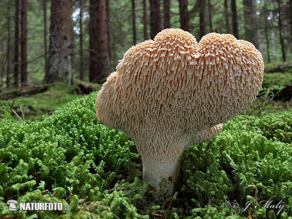 jelenka poprehýbaná (Hydnum repandum)