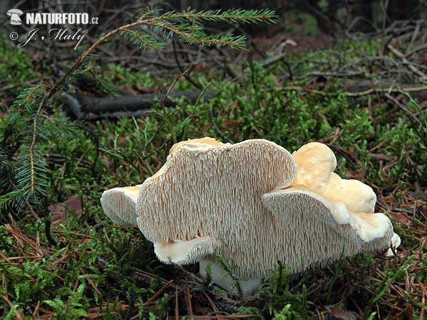 jelenka poprehýbaná (Hydnum repandum)