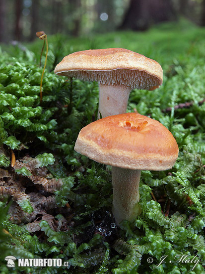 jelenka ryšavá (Hydnum rufescens)