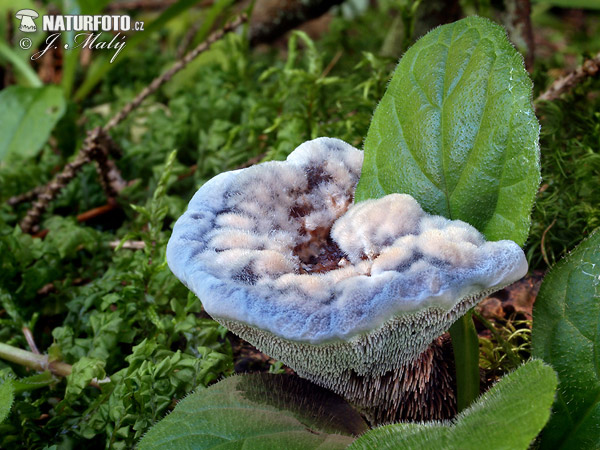 jelenkovka modrastá (Hydnellum caeruleum)