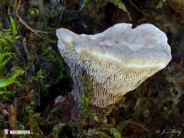 jelenkovka modrastá (Hydnellum caeruleum)