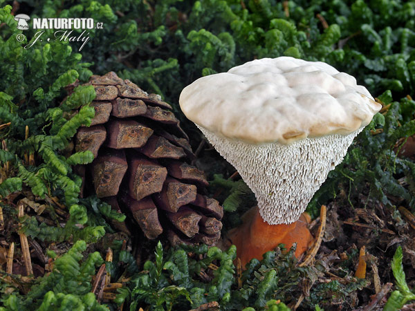 jelenkovka oranžová (Hydnellum floriforme)