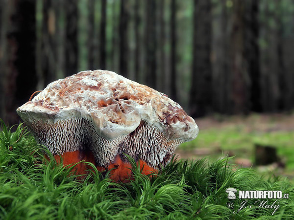 jelenkovka oranžová (Hydnellum floriforme)