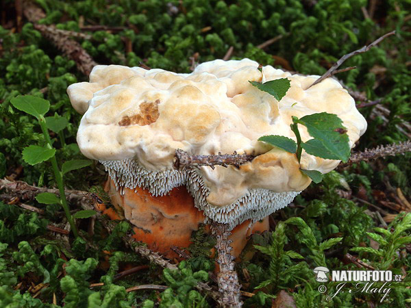 jelenkovka oranžová (Hydnellum floriforme)