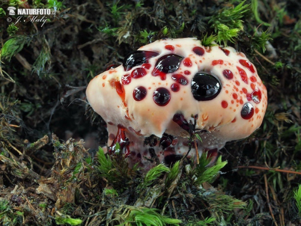 jelenkovka palčivá (Hydnellum peckii)