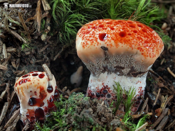 jelenkovka palčivá (Hydnellum peckii)