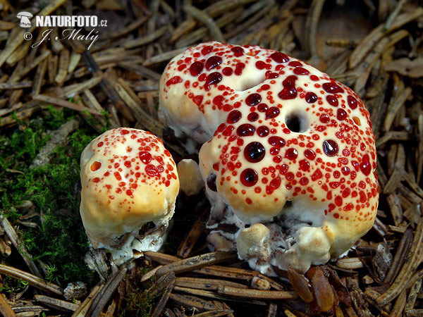 jelenkovka palčivá (Hydnellum peckii)