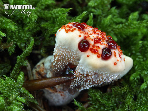 jelenkovka palčivá (Hydnellum peckii)