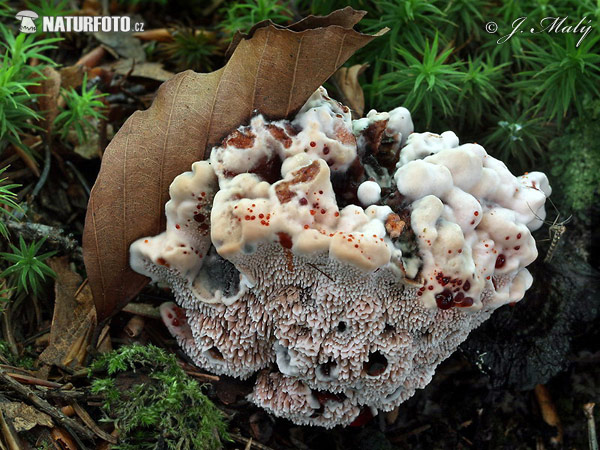 jelenkovka palčivá (Hydnellum peckii)