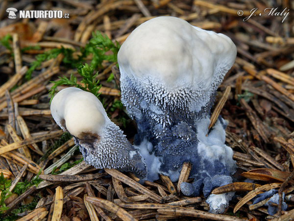 jelenkovka voňavá (Hydnellum suaveolens)