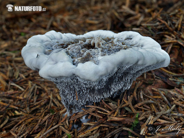 jelenkovka voňavá (Hydnellum suaveolens)