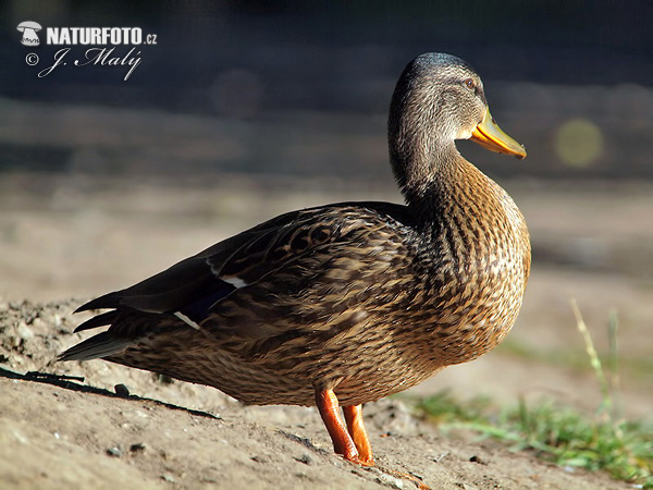 Kačica divá (Anas platyrhynchos)