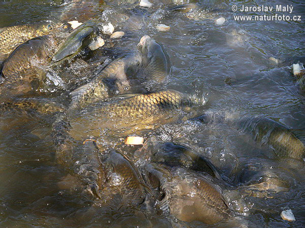 Kapor obyčajný (Cyprinus carpio)