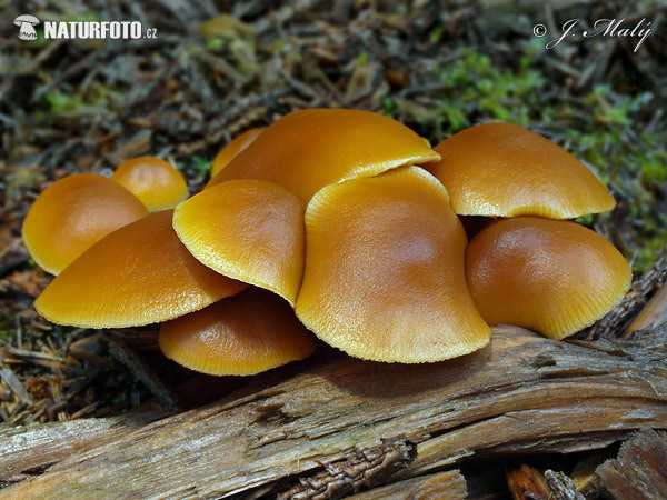 kapucňovka okrovohnedastá (Galerina marginata)