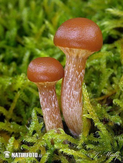 kapucňovka okrovohnedastá (Galerina marginata)