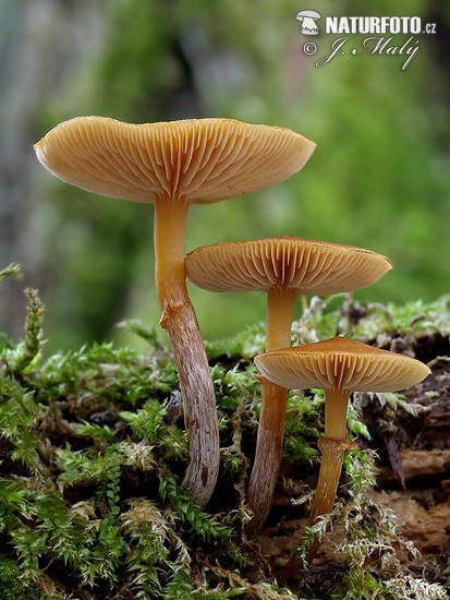 kapucňovka okrovohnedastá (Galerina marginata)