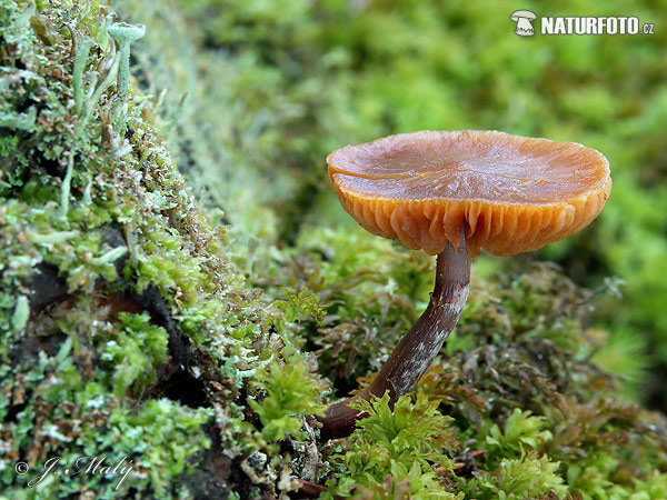 kapucňovka okrovohnedastá (Galerina marginata)