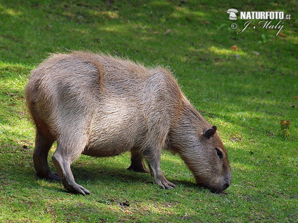 Kapybara močiarna (Hydrochoerus hydrochaeris)